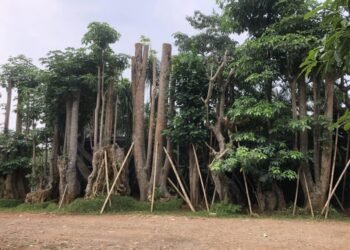 Kenali Bayam Duri dan Beragam Manfaatnya