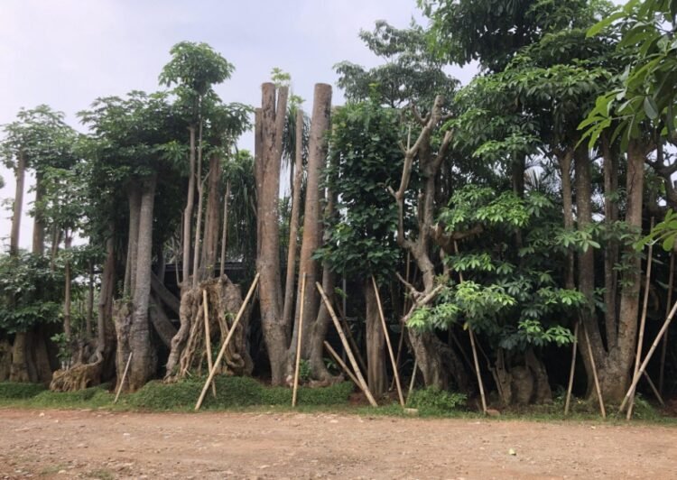 Kenali Bayam Duri dan Beragam Manfaatnya