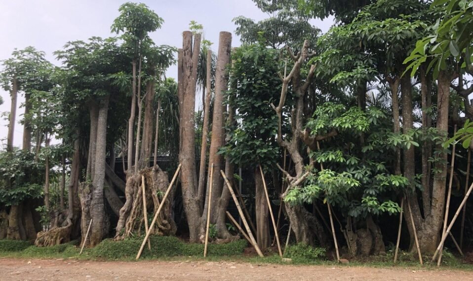Kenali Bayam Duri dan Beragam Manfaatnya
