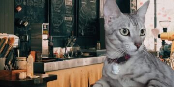 Kucing Bayi Terlantar di kota jayapura dan Diadopsi oleh Wanita Baik Hati