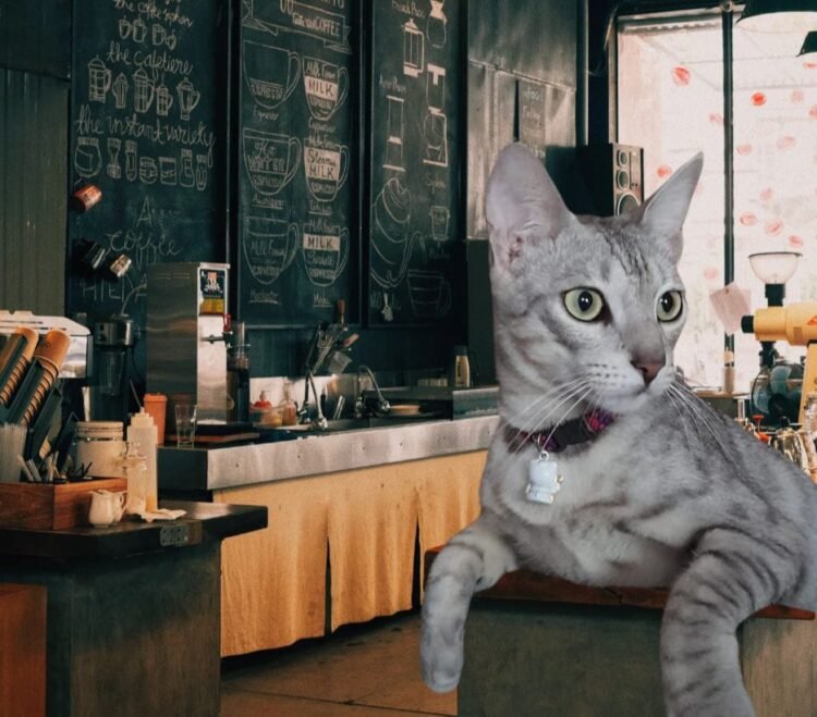 Kucing Bayi Terlantar di kota jayapura dan Diadopsi oleh Wanita Baik Hati