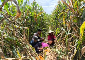 Perkuat Ketahanan Pangan, Bhabinkamtibmas Briptu Sabri Dampingi Warga Macuan Saat Panen Jagung