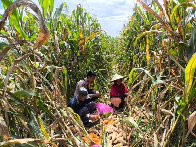 Perkuat Ketahanan Pangan, Bhabinkamtibmas Briptu Sabri Dampingi Warga Macuan Saat Panen Jagung