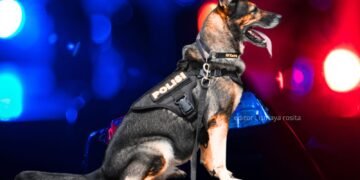 Anjing K9 Gugur dalam Tugas Kemanusian, Pencarian Korban Banjir Sumatra Barat