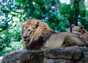 Pemkot Bandung Tegaskan Pemberian Pakan Satwa Bonbin Bandung Kewajiban Kementerian Kehutanan