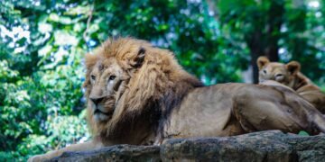 Pemkot Bandung Tegaskan Pemberian Pakan Satwa Bonbin Bandung Kewajiban Kementerian Kehutanan