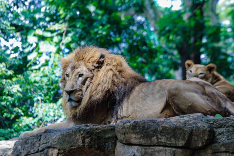 Pemkot Bandung Tegaskan Pemberian Pakan Satwa Bonbin Bandung Kewajiban Kementerian Kehutanan