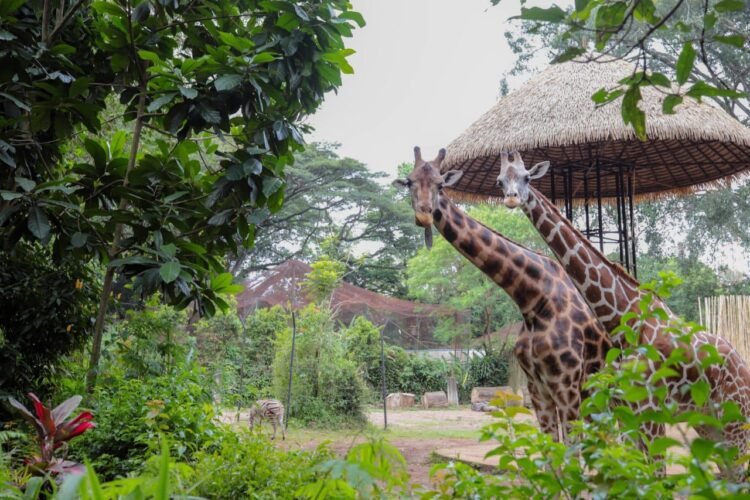 Pakan Satwa Dipantau Ketat, Kondisi Satwa Bandung Zoo Relatif Sehat