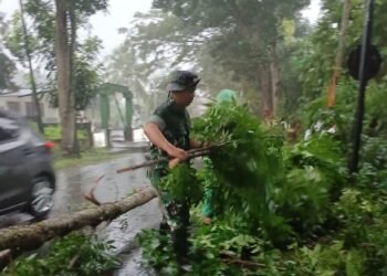 Bantu Tangani Pohon Tumbang Yang Menutupi Akses Jalan Utama, Koramil 1310-04/Dimembe Gerak Cepat