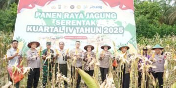 Dukung Ketahanan Pangan Nasional, Polda Papua Barat Gelar Panen Raya Jagung Serentak Kuartal IV Tahun 2025