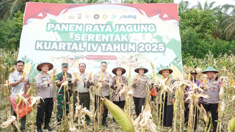 Dukung Ketahanan Pangan Nasional, Polda Papua Barat Gelar Panen Raya Jagung Serentak Kuartal IV Tahun 2025