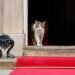 Kembali ke Downing Street, Presiden Prabowo “Disambut” Larry the Cat