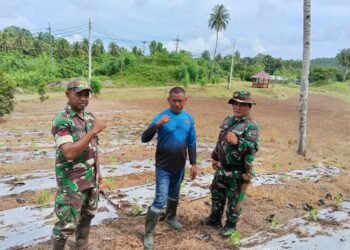 Tingkatkan Ketahanan Pangan, Personel Kodim 1310/Bitung Lakukan Perawatan Tanaman dan Ternak di Lokasi Kompi Produksi