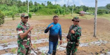 Tingkatkan Ketahanan Pangan, Personel Kodim 1310/Bitung Lakukan Perawatan Tanaman dan Ternak di Lokasi Kompi Produksi