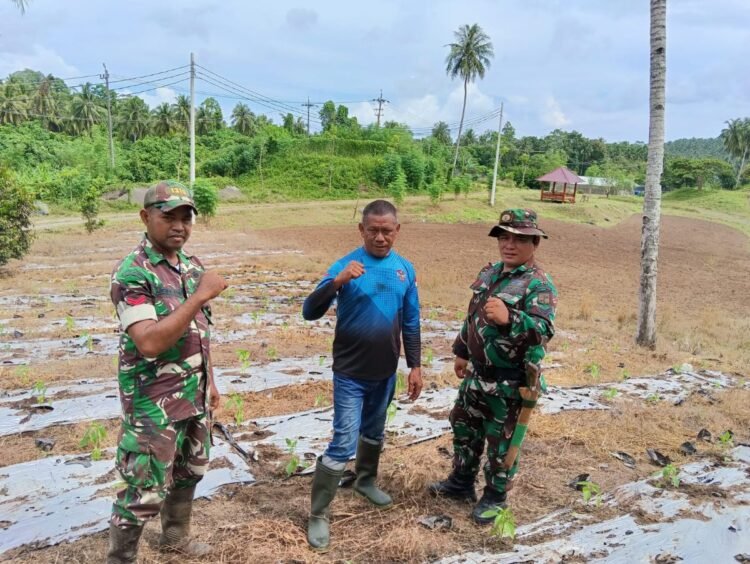Tingkatkan Ketahanan Pangan, Personel Kodim 1310/Bitung Lakukan Perawatan Tanaman dan Ternak di Lokasi Kompi Produksi