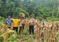 Dari Ladang Jagung, Polri Menjawab Instruksi Presiden: Fakfak Barat Panen untuk Ketahanan Pangan