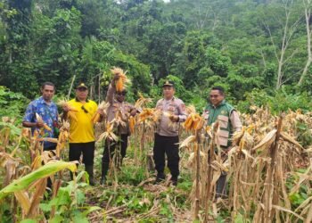 Dari Ladang Jagung, Polri Menjawab Instruksi Presiden: Fakfak Barat Panen untuk Ketahanan Pangan