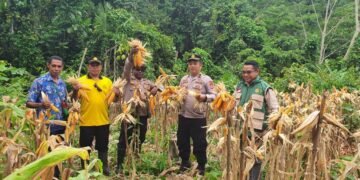 Dari Ladang Jagung, Polri Menjawab Instruksi Presiden: Fakfak Barat Panen untuk Ketahanan Pangan