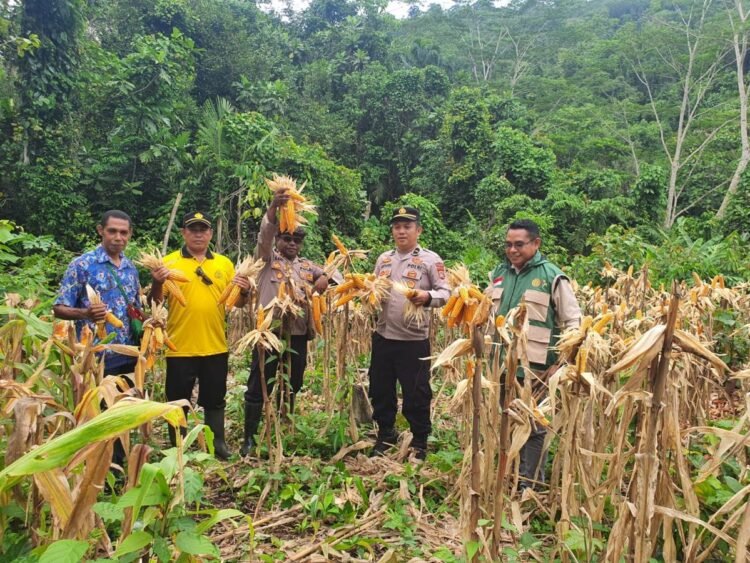 Dari Ladang Jagung, Polri Menjawab Instruksi Presiden: Fakfak Barat Panen untuk Ketahanan Pangan