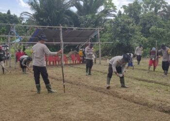 Polsek Bonggo Bersama Kelompok Tani Laksanakan Penanaman Benih Kacang Tanah di Kampung Rotea
