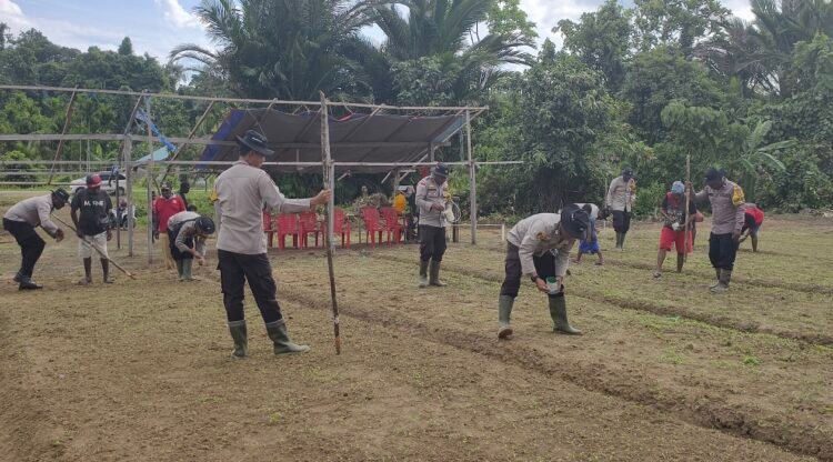 Polsek Bonggo Bersama Kelompok Tani Laksanakan Penanaman Benih Kacang Tanah di Kampung Rotea