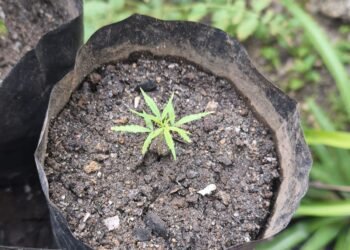 Polda Papua Barat Ungkap Kasus Peredaran Narkotika Jenis Ganja, Tiga Orang Diamankan