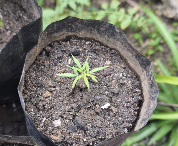 Polda Papua Barat Ungkap Kasus Peredaran Narkotika Jenis Ganja, Tiga Orang Diamankan