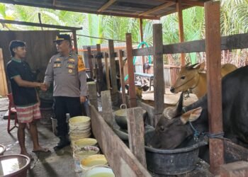 Cegah PMK, Bhabin Kelurahan Mararena Sambangi Peternak Sapi 