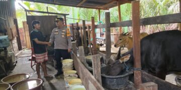 Cegah PMK, Bhabin Kelurahan Mararena Sambangi Peternak Sapi 