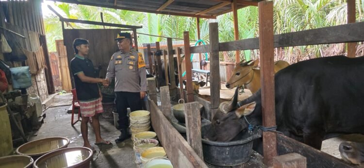 Cegah PMK, Bhabin Kelurahan Mararena Sambangi Peternak Sapi 