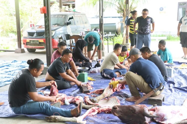 Momentum Idul Adha, Polres Sarmi Berbagi Kebahagiaan Melalui Pemotongan Hewan Kurban