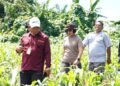 Wakapolda Papua Barat dan Kepala BRMP Optimalkan Pengembangan Benih Jagung untuk Ketahanan Pangan Papua Barat