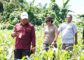 Wakapolda Papua Barat dan Kepala BRMP Optimalkan Pengembangan Benih Jagung untuk Ketahanan Pangan Papua Barat