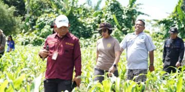 Wakapolda Papua Barat dan Kepala BRMP Optimalkan Pengembangan Benih Jagung untuk Ketahanan Pangan Papua Barat