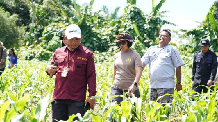 Wakapolda Papua Barat dan Kepala BRMP Optimalkan Pengembangan Benih Jagung untuk Ketahanan Pangan Papua Barat