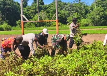 Polsek Bonggo Bersama Kelompok Tani Papua Nusantara Panen Kedua Kacang Tanah, Wujud Nyata Dukung Ketahanan Pangan