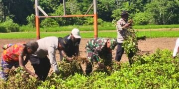 Polsek Bonggo Bersama Kelompok Tani Papua Nusantara Panen Kedua Kacang Tanah, Wujud Nyata Dukung Ketahanan Pangan