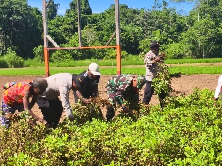 Polsek Bonggo Bersama Kelompok Tani Papua Nusantara Panen Kedua Kacang Tanah, Wujud Nyata Dukung Ketahanan Pangan