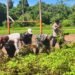 Polsek Bonggo Bersama Kelompok Tani Papua Nusantara Panen Kedua Kacang Tanah, Wujud Nyata Dukung Ketahanan Pangan