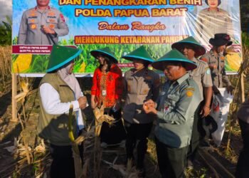 Tanam Jagung dan Panen Bersama Petani, Wujudkan Program Nasional Swasembada Bibit Dan Pangan Di Papua Barat