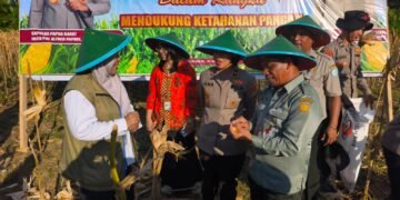Tanam Jagung dan Panen Bersama Petani, Wujudkan Program Nasional Swasembada Bibit Dan Pangan Di Papua Barat