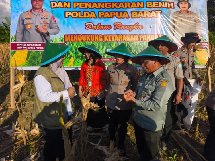 Tanam Jagung dan Panen Bersama Petani, Wujudkan Program Nasional Swasembada Bibit Dan Pangan Di Papua Barat