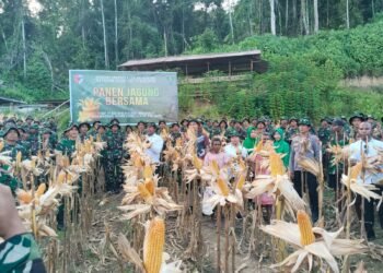 Panen Raya Jagung Yon TP 809 Sarmi, Polres Sarmi Dukung Penguatan Ketahanan Pangan